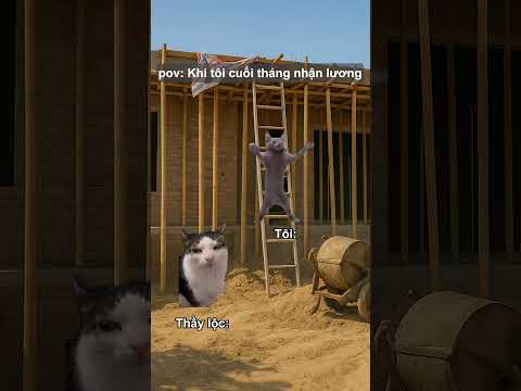 Khi tôi cuối tháng nhận lương  #catmeme #funny #memeyellowcat