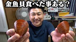 【赤いトリガイ！？】超レアな金魚貝の気になるお味は、、、