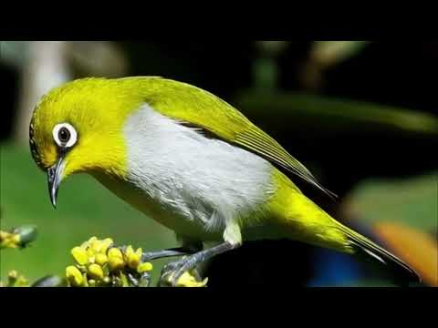 SUARA PIKAT BURUNG PLECI PALING AMPUH | Bikin Pleci Datang & Gacor Cepat | JEBAKAN BOCIL