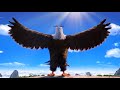 Understanding Bird Characteristics and Themes