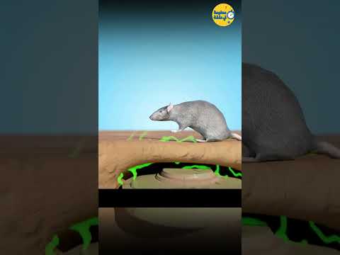 ماذا لو داست فأرة عملاقة على لغم ارضي؟