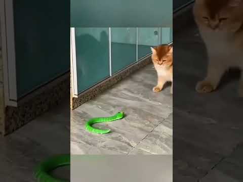 kucing kena frank #catcomedy #funny cat #kucinglucu