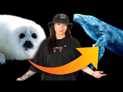 Are seals evolving into whales? | Lindsay Nikole