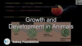 Growth and Development in Animals