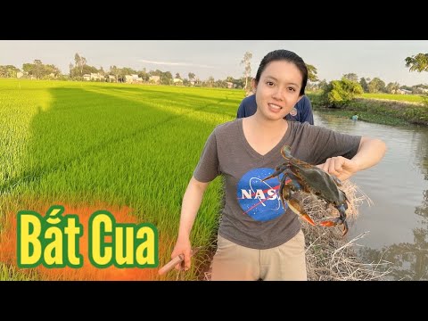 Cô Gái Quê ✅ Buổi Chiều Ra đồng Móc Cua Bắt Cá Nấu Nồi Bún Riêu Cua