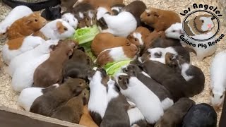 LA 400 Guinea Pigs' First Taste of Romaine Lettuce #la400