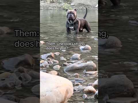 When you see it, Dog Edition   #dogs #puppy #dogtraining