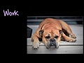 Work and Energy in Physics