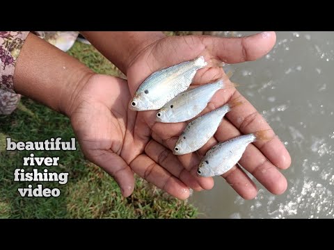 beautiful river fishing - catching fish by cast net fishing in beautiful river - amazon fishing