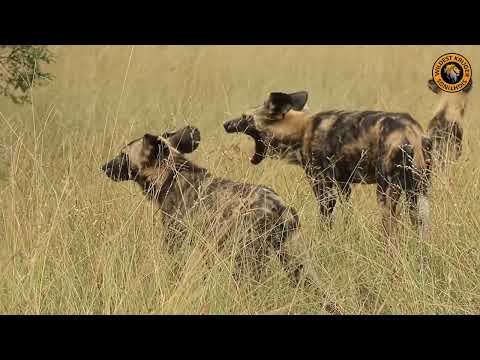 Incredible Wild Dog Pack Bonding in Kruger National Park!