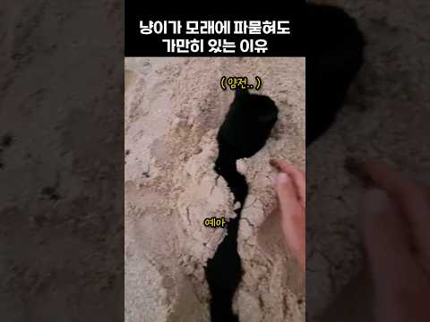 냥이가 모래에 파묻혀도 가만히 있는 이유