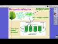 Photosynthesis: Key Steps and Concepts