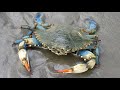 Blue Crab Biology and Conservation