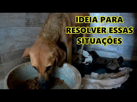 ASSIM SEMPRE VAMOS PODER AJUDAR OS CÃES SEM SE PREOCUPAR MUITO