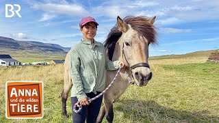 Auf zur Herde der Islandpferde! | Reportage für Kinder | Anna und die wilden Tiere | BR
