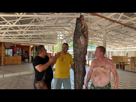 Шашлык из Сома 103 кг! Приготовили много вкусных блюд из огромной рыбы Сом, шашлык из сома