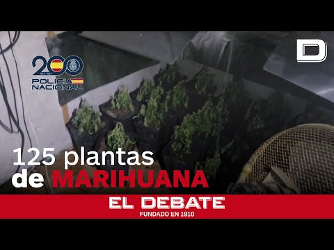 Un incendio descubre una plantación de marihuana en un inmueble en Palma