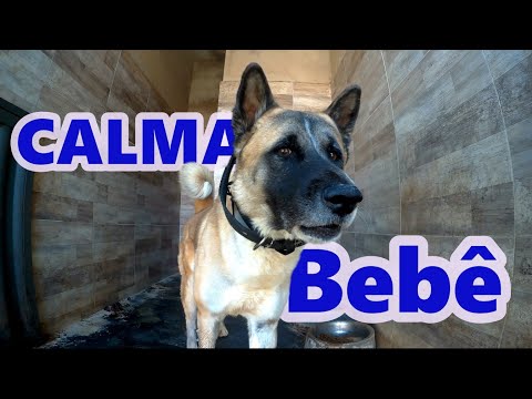 MELHOR MANEIRA DE CUIDAR DE CACHORRO BRAVO SEM CORRER RISCO DE ATAQUE