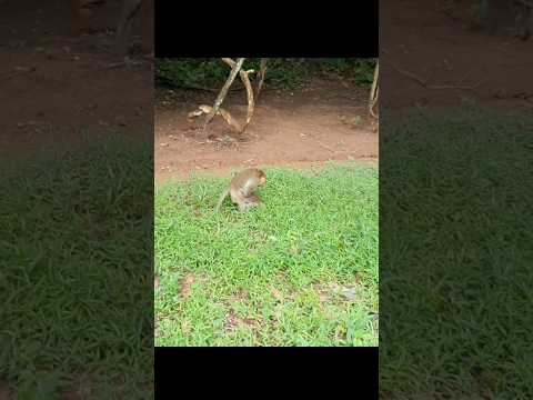 Wildlife monkey in Mohanokor troop #animals #wildlife
