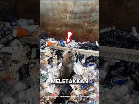 Pria ini Menyelamatkan Keluarga Berang-Berang Pakai Papan Kayu!
