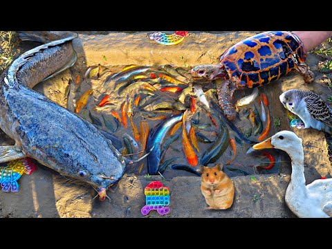 Menangkap ikan hias dikolam, ikan lele besar, ikan koi, ikan mas ikan cupang kura kura bebek.part829