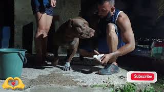 Pitbull Cute Dog 🔥 #pitmonsters