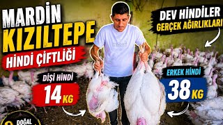 Dişisi 14 ERKEĞİ 38 KG HİNDİ IRKI !ŞOOOKKK FİYATLAR #devhindi