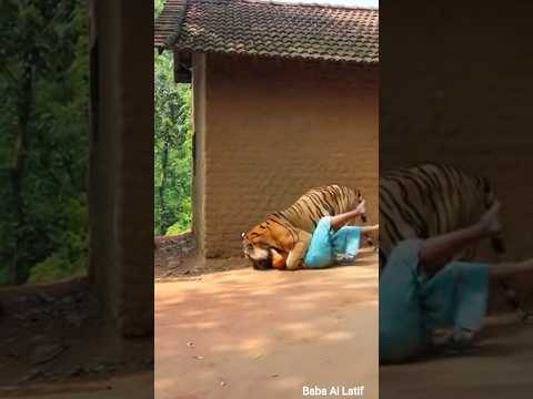Tiger attacks 🐯 you won't believe your eyes! #tiger #animalattack