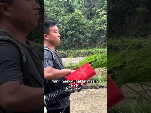 Kenapa Petani China Masih Pakai Cara Lama yang Terlihat Aneh Ini?