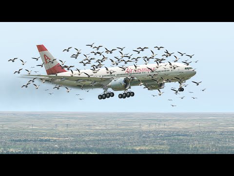 Boeing 777 Pilot Saved All Passengers After Bird Strike Upon Landing [XP11]