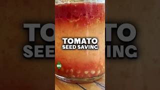 I let my tomato seeds rot to save them...