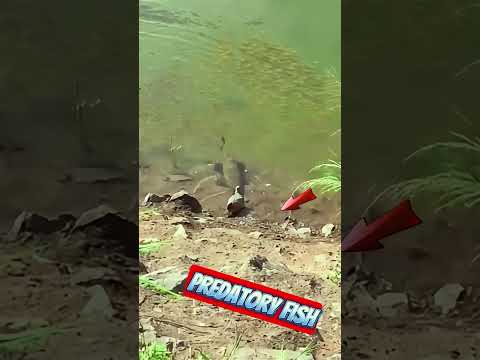a big predatory fish #fishing #bassfishing #gofishing