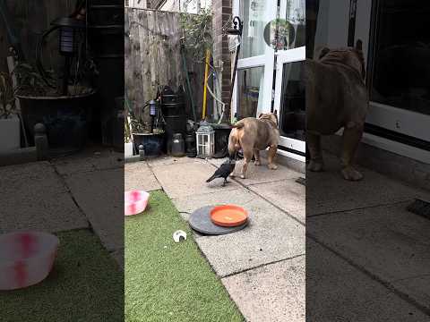 Dogesh ൻ്റെ ചെറു പഴം🤭🤣 #fundubmalayalam #animaldub #dubberakil