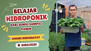 Menanam sayuran hidroponik sederhana dari semai sampai panen