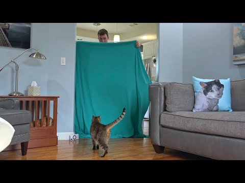 Cat Reacts To Magic Trick With Blanket