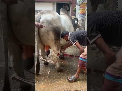Grounding of the Biggest Brahman Cross bull of Bangladesh #Riziq #qurbani2025
