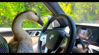 🐥 Goose driving a car BMW! ❤️