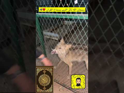تأثير القرآن على ذيب شرس 😨🐺
