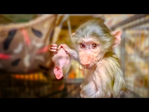 Как Степашка Маняшку СПАТЬ УКЛАДЫВАЛ!