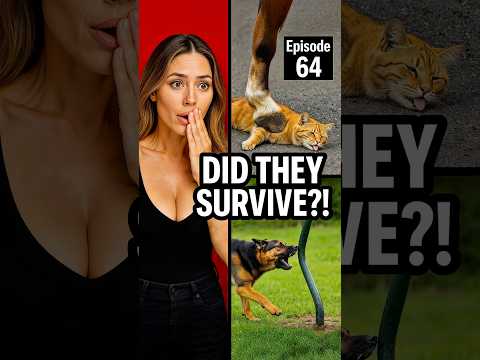 Another kind of animal fails #funny #funnyanimals #pets #petlover #memes #shorts #cat