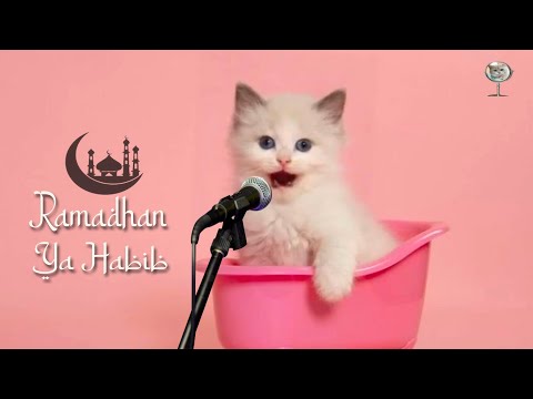 KUCING NYANYI RAMADHAN YA HABIB