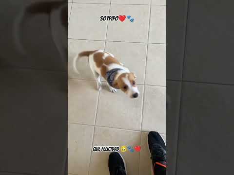 siempre te esperarán con la misma felicidad 🐾❤️🥹