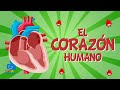 Conociendo el Corazón Humano