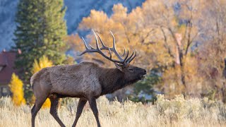 Minute Out In It: Managing the Elk Rut