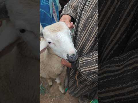 الكسابة مبقاوش باغين لغنم سوق اولاد يعيش