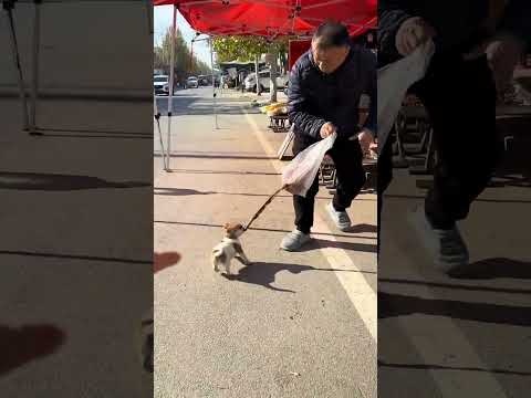 Grandpa's pig intestines were eaten by the dog. Cute pet debut plan. Dog Golden Sun original