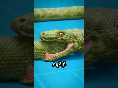 هل تعلم ان الثعابين تاكل ذيولها