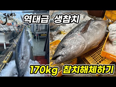 320만원 쏟아부은 생참치 한 마리… 칼두자루로 멱살잡고 해체...  작은 참치는 보이지 않는 이유가 있는데 ...  그지같은 OO제 떄문!!!