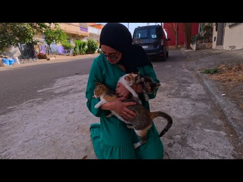 The loud-meowing  mama cat brought her kittens to help her ask me for food.