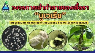 วงจรการเข้าทำลายของเชื้อราบูเวเรีย